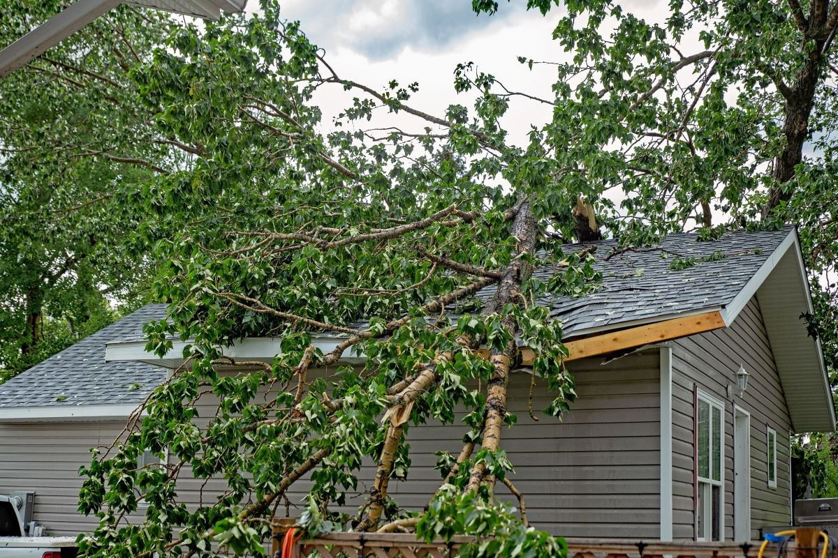 Storm damage to shingles roof tree on top of house